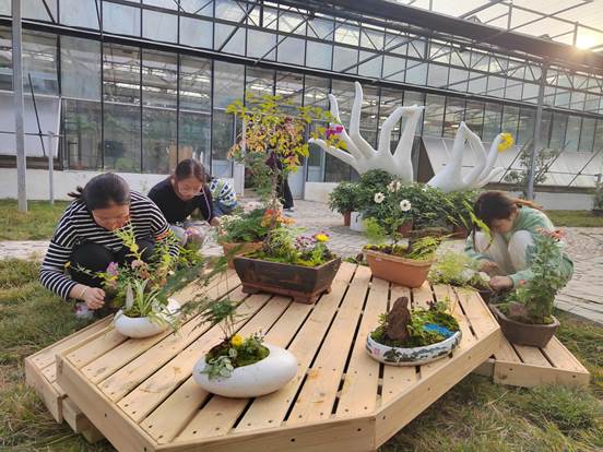 菊花展组合盆栽